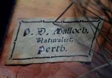 Malloch of Perth.jpg